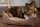 Scruffs Cosy Box Hundebett braun 60 cm